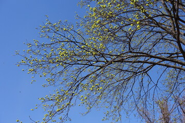 Cloudless blue sky and blossoming branches of Norway maple in March