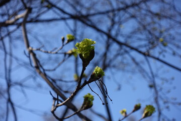 Half opened flower bud of Norway maple against blue sky in March