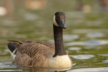 Bernikla kanadyjska Canada goose Branta canadensis © Grzegorz