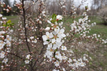 Five petaled white flowers of prunus tomentosa in March