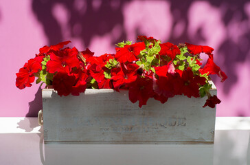 red petunias in a white wooden pot on a white and lilac background with free space for inscriptions