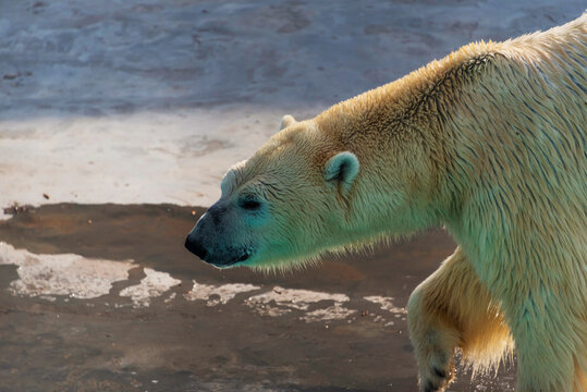 Polar bear (Ursus maritimus) is the planet's largest land predator