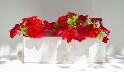 red petunias in a white wooden pot on a white background with free space for inscriptions