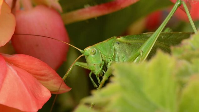 Green cricket Tettigonia viridissima Macro video. 
Pasikonik zielony. Świerszcz