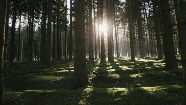 Sun light breaking through trees in early morning. Warm sunbeams illuminating plants in winter. Beautiful mountain pine forest with sun shining.  Shadows of trees with a nice backlight