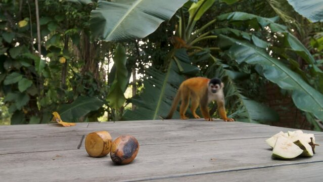 Squirrel monkeys are eating banana in front of an house in the jungle. Mono Titi, Costa Rica's monkeys.