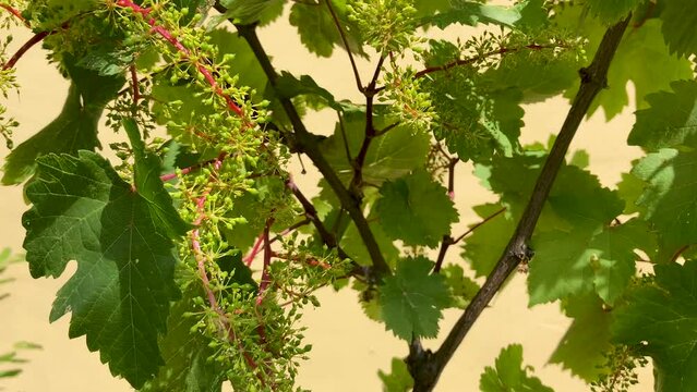 Vine with young bunches of grapes in bloom on yellow background, dolly slider motion