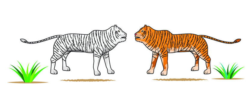 yellow and white tiger drawing in vector