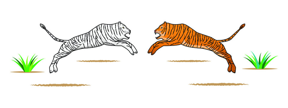 yellow and white tiger jumping or fighting in the air drawing in vector