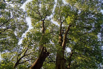 foglie e tronchi di alberi visti dal basso con sfondo cielo azzurro