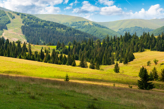mountain landscape of carpathian alps. area of podobovets village at the foot of borzhava ridge. scenery with fresh green meadows and spruce trees in the distance. natural rural environment in summer