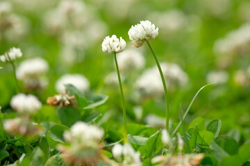 white clover in full blooming