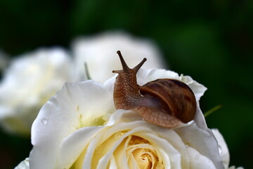 garden snail on white rose flower after rain