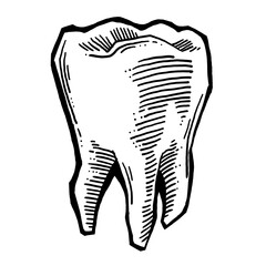 Root tooth. Beautiful healthy tooth is symbol for health dental care. Logo for dentist doctor, orthodontist, dental clinic. Hand drawn old style vector line illustration.