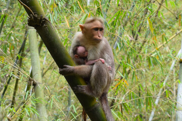 Fototapeta premium a mother monkey holding a baby monkey taking a nap
