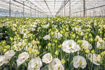 Dutch cut flower grower specialized in the cultivation of lisianthus flowers. The photo shows many...