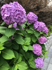 Reddish purple hydrangea flower