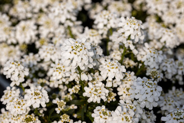 Iberis sempervirens, the evergreen candytuft or perennial candytuft. This plant is native to southern Europe and it is used as an ornamental garden shrub because of its decorative flowers.