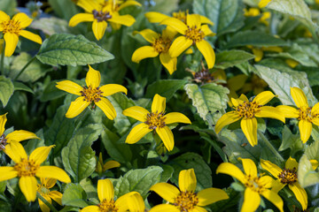 Chrysogonum virginianum, the golden-knee, green and gold, or goldenstar. Close up on the flowers of...