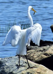 Great Egret