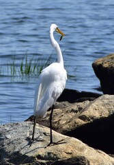 Great Egret