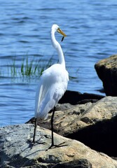 Great Egret