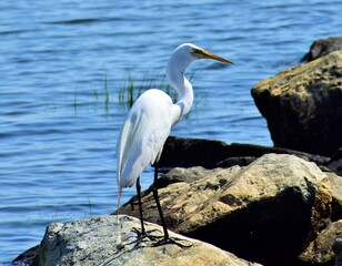 Great Egret