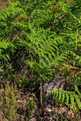 Fototapeta premium Summer foliage