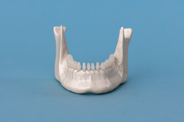 Lower human jaw with teeth anatomy model isolated on blue background. Healthy teeth, dental care and orthodontic medical concept.