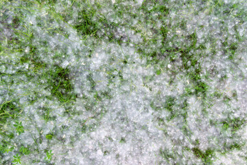 Poplar fluff, background texture. Strong allergen, health hazard concept.