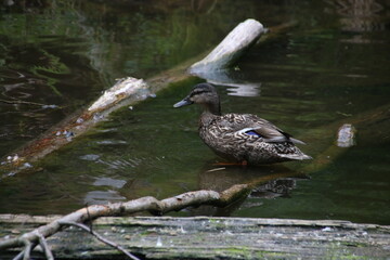 Ente
