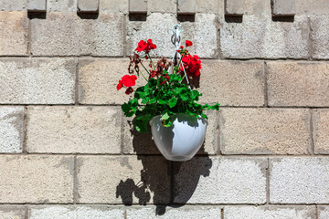 Potted geranium at the wall . Flowers and bricks