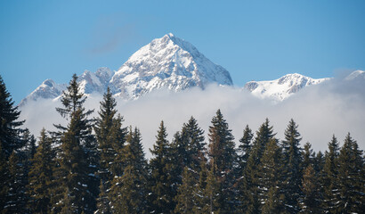 Obraz premium Forest and mountains at Pokljuka plateau