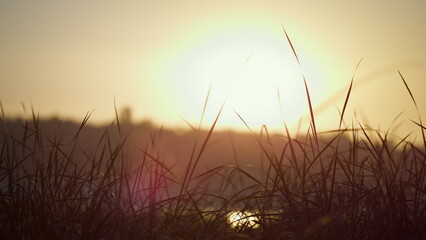 Soft light setting sun over green grass. Quiet landscape yellow sunset on marsh.