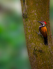 Portrait images of a colourful flameback woodpecker bird in a forest on the tree with blurry backgrounds.