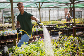 Male garden shop owner watering plants with hose in greenhouse