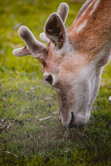 Young deer grazing in the pasture