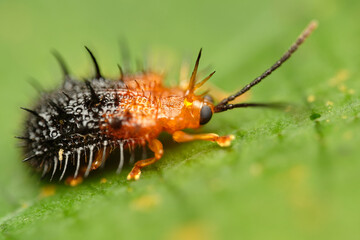 Genus Dactylispa leaf beetle macro photo close up 