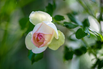 piękna róża w ogrodzie na zielonym tle