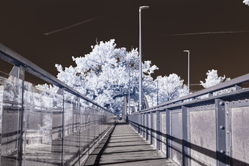 nowoczesny most nad rzeką w podczerwieni z drzewami jak w śniegu  - obrazy, fototapety, plakaty