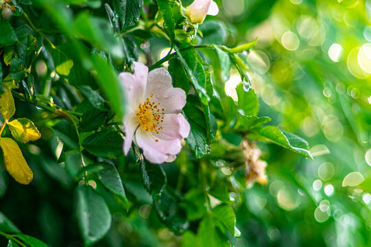 kwiat dzikiej róży na zielonym rozmytym tle