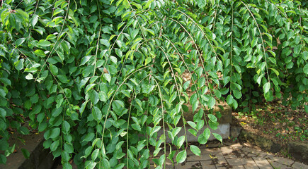 green leaves in the garden