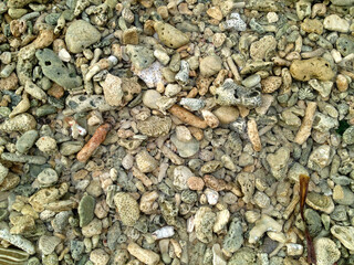 Coral de playa sumergido en agua. Piedras en la playa.