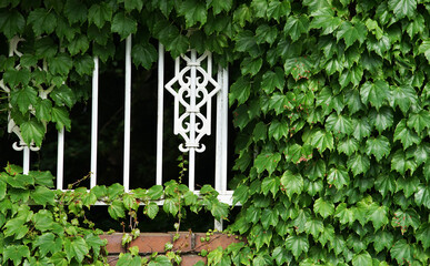 ivy covered window