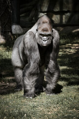 Gorilla, Silver back. The herbivorous big ape is impressive and strong.