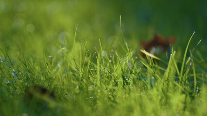 Green grass background closeup. Dry brown leaf lying ground on bright sunlight.