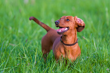 The funny red dachshund playing on the grass.