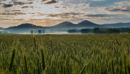Sunrise in the mountains. Rudawy Janowickie, Poland. Sunlight. Field of grain. Fog over the field - obrazy, fototapety, plakaty