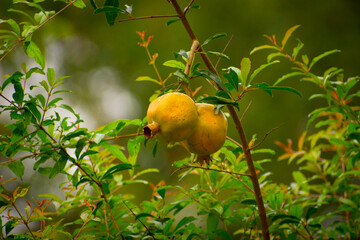 Green and fresh pomegranade fruits on the tree in a garden with natural view background, selective focus images.