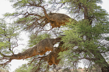 Sociable weaver nests in the Kgalagadi